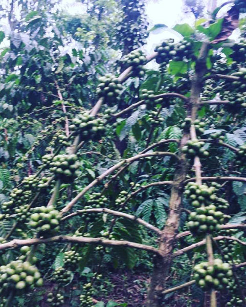 7 acre coffee estate for sale in Chikkamgaluru
