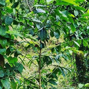 22 Gunta coffee plantation for sale in sakleshpura- Hassan dist