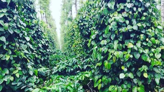 5 acre back water attached  well maintained coffee and pepper plantation for sale in Hassan