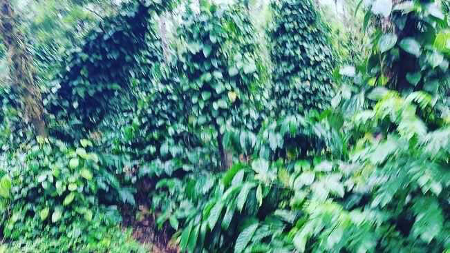 5 acre back water attached  well maintained coffee and pepper plantation for sale in Hassan