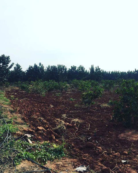 2 acres Guava Plantation Land for sale in Doddballapura