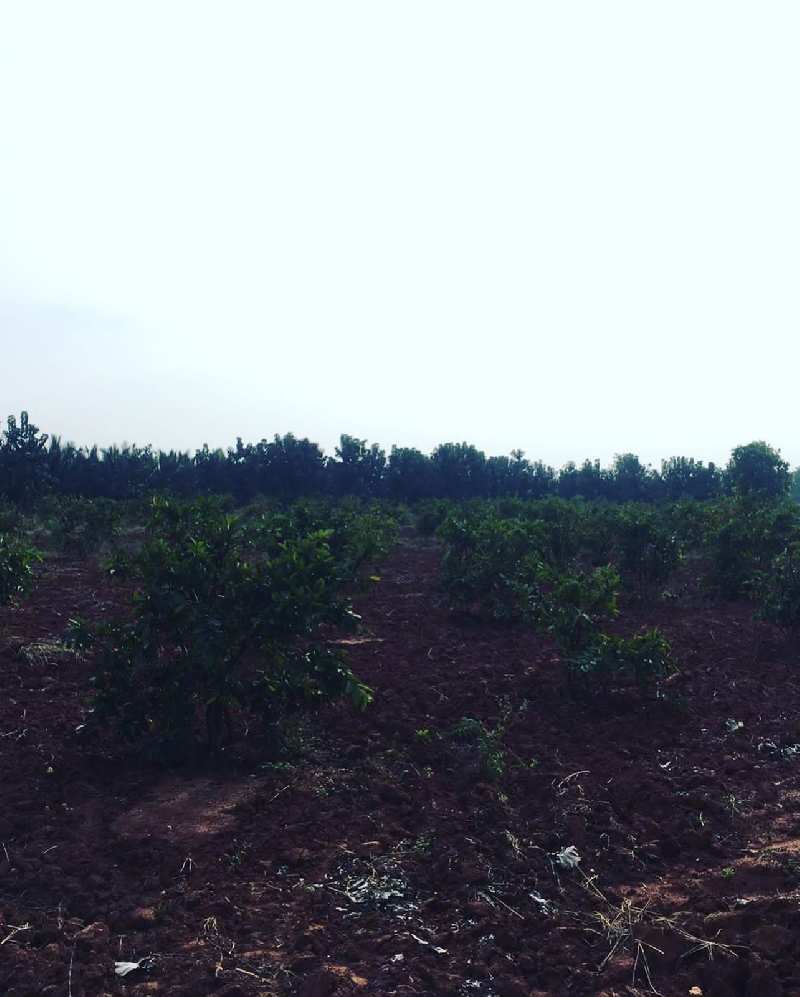 2 acres Guava Plantation Land for sale in Doddballapura