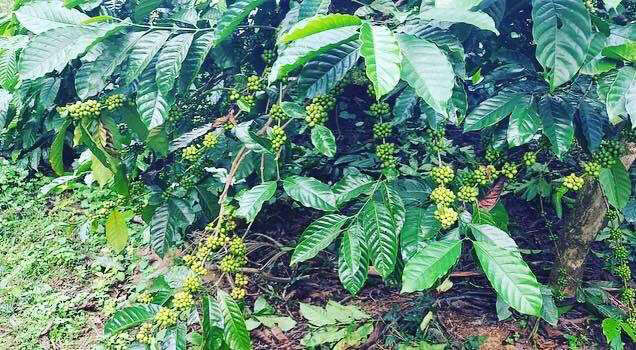 10 acre well maintained coffee plantation for sale in Belur