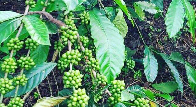 10 acre well maintained coffee plantation for sale in Belur