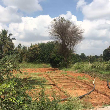 10 Guntas Land for Sale in Doddabalapura.