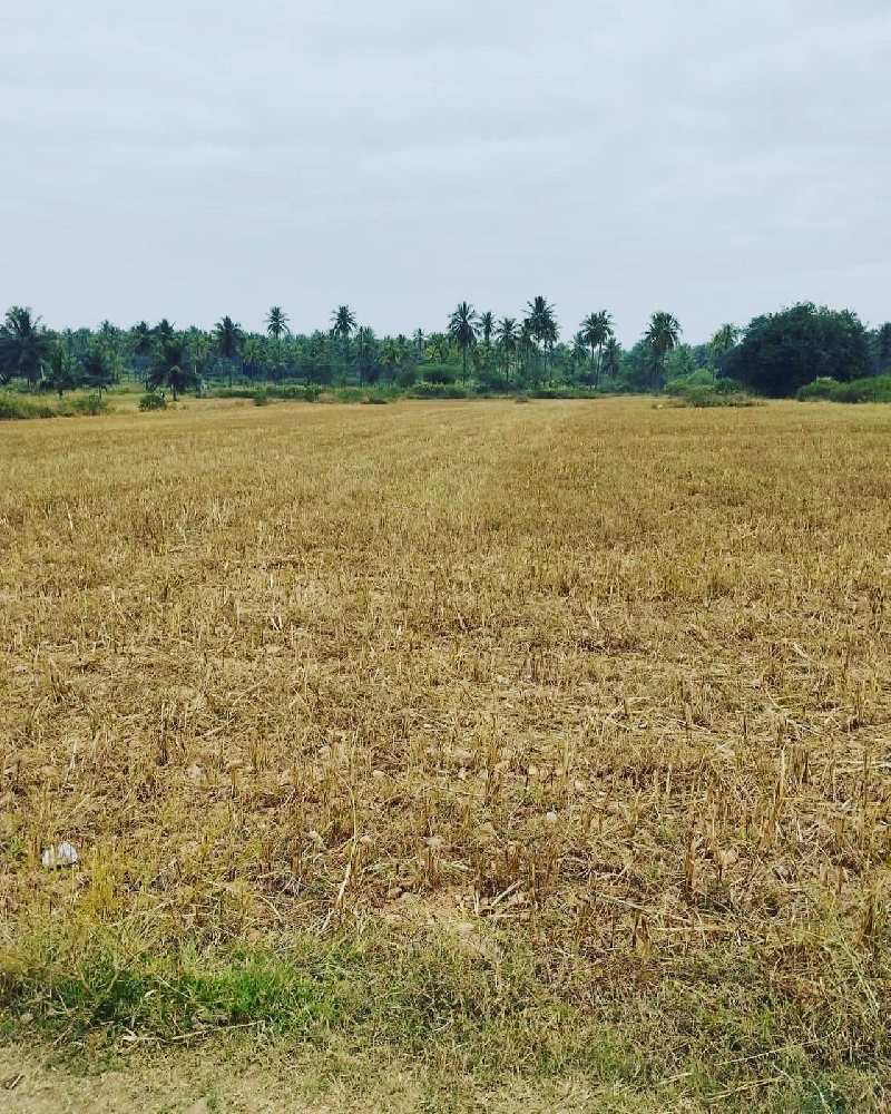 5 acre agricultural land for sale in Kadur  Chikkamagaluru