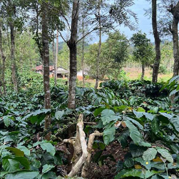 19 acres of a well maintained Robusta/Pepper/Arecanut plantation in Chikmagalur district.