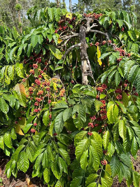 19 acres of a well maintained Robusta/Pepper/Arecanut plantation in Chikmagalur district.
