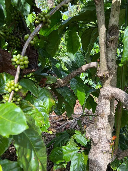 19 acres of a well maintained Robusta/Pepper/Arecanut plantation in Chikmagalur district.