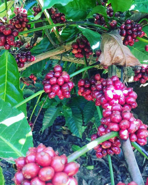 2 acre well maintained coffee estates for sale in Mudigere