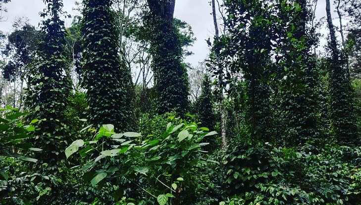 26 acre well maintained coffee estate for sale