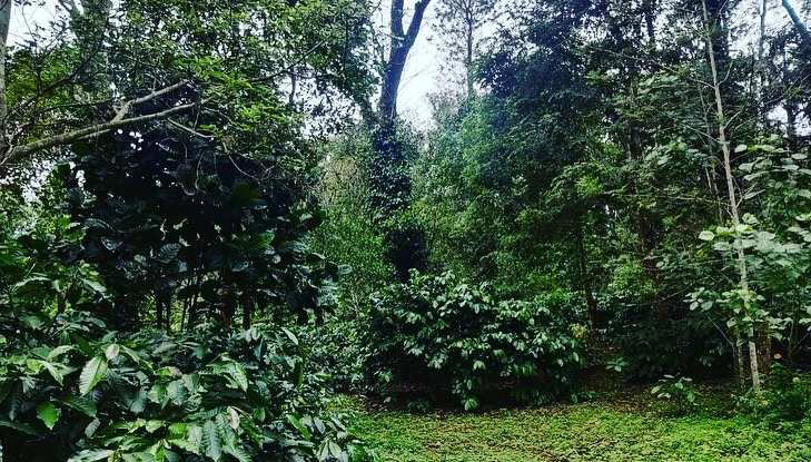 26 acre well maintained coffee estate for sale