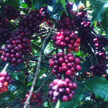5 acre well maintained coffee estate for sale in Chikkamgaluru
