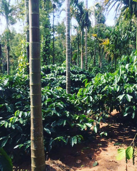 5 acre well maintained coffee estate for sale in Chikkamgaluru