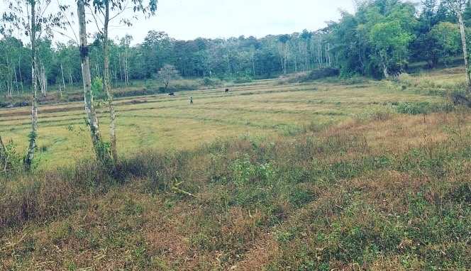 11 acre agriculture Land for sale in Alur , Hassan dist