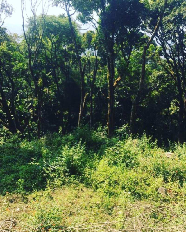 1 acre land for sale in Mudigere Kalasa road