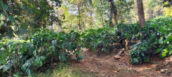 26+ acres well maintained coffee plantation for sale in sakleshpura