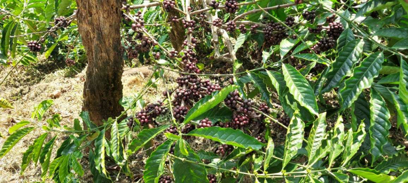 26+ acres well maintained coffee plantation for sale in sakleshpura