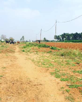 1 acre 25 guntas (65 guntas) land for Sale in Bengaluru rural