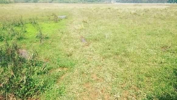 1.1 Sq.ft. Agricultural/Farm Land for Sale in Mudigere, Chikmagalur