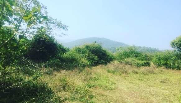 1.1 Sq.ft. Agricultural/Farm Land for Sale in Mudigere, Chikmagalur