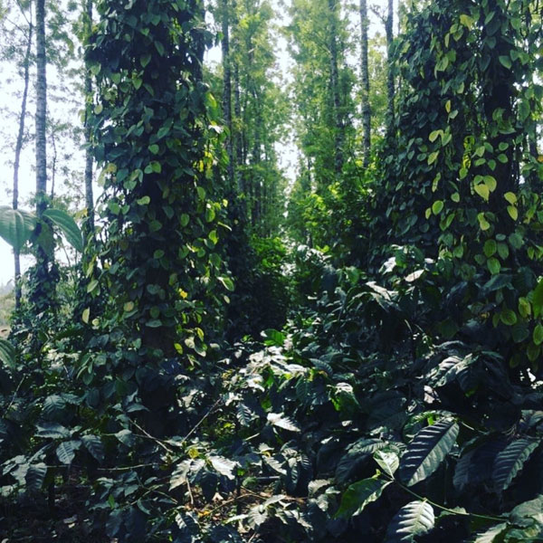 14 Gunta coffee plantation for sale in Mudigere