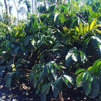 1 acre well maintained coffee estate for sale in Mudigere