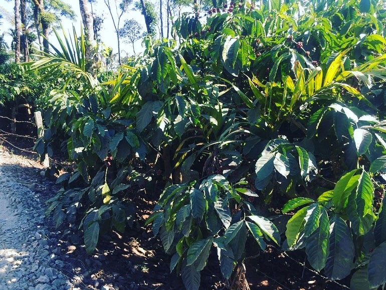 1 acre well maintained coffee estate for sale in Mudigere