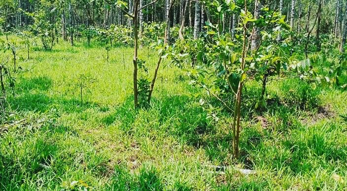 10 acre land for sale in Mallandur area  Chikkamagaluru