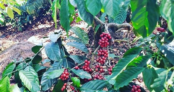 15 acre well maintained coffee estate for sale in Sakleshpura