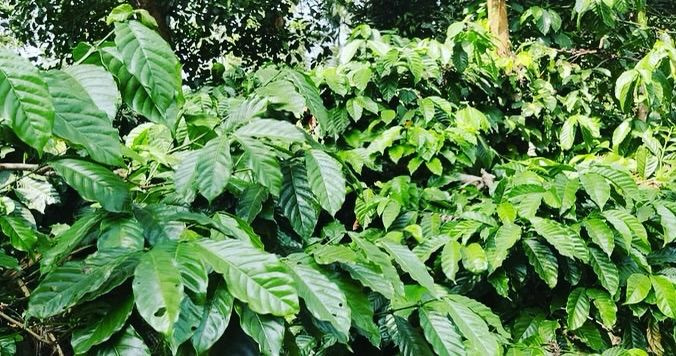 6 acre 19 gunta coffee plantation for sale in Mudigere