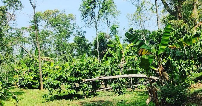 6 acre 19 gunta coffee plantation for sale in Mudigere