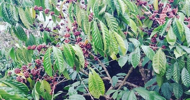 20 acre well maintained coffee estate for sale in Sakleshpura