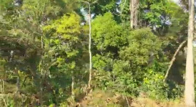 60 acre neglcted coffee plantation for sale in sakleshpura