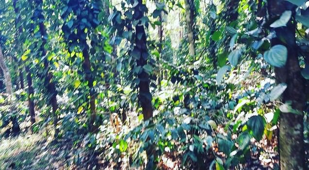 12 acre well maintained coffee with pepper plantation for sale in Belur