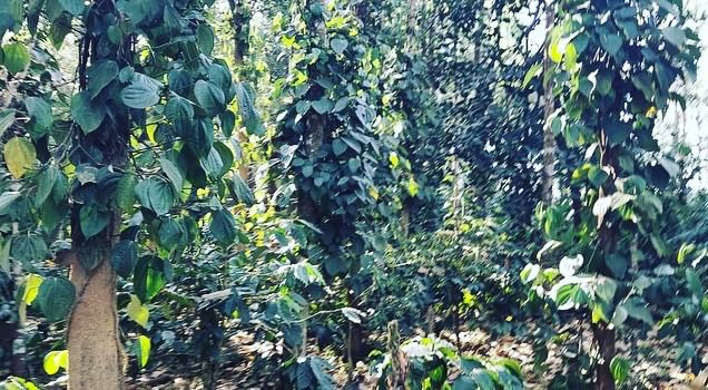 12 acre well maintained coffee with pepper plantation for sale in Belur