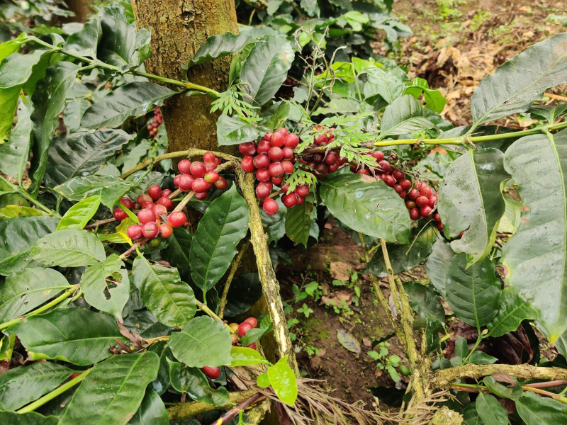87 acre coffee estate for sale in Chikkamgaluru