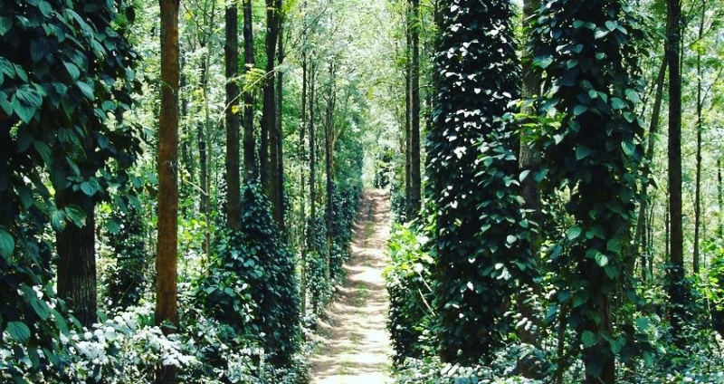 101 acre coffee estates for sale in Chikkamgaluru