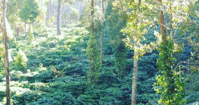 101 acre coffee estates for sale in Chikkamgaluru