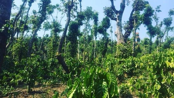 6+ acre coffee plantation for sale in Mudigere