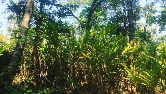 6+ acre coffee plantation for sale in Mudigere