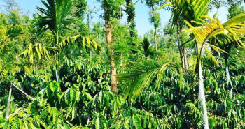 4.5 acre coffee estate for sale in Kodlipete- Coorg dist