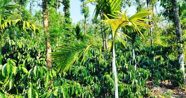 4.5 acre coffee estate for sale in Kodlipete- Coorg dist