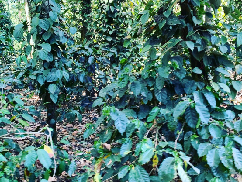10.3 acre coffee estate for sale  in Aldur  Chikkamagaluru