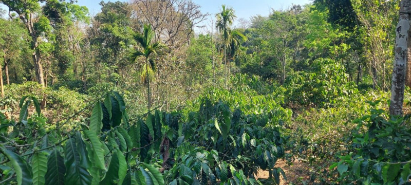 7.5 acre coffee plantation for sale in sakleshpura