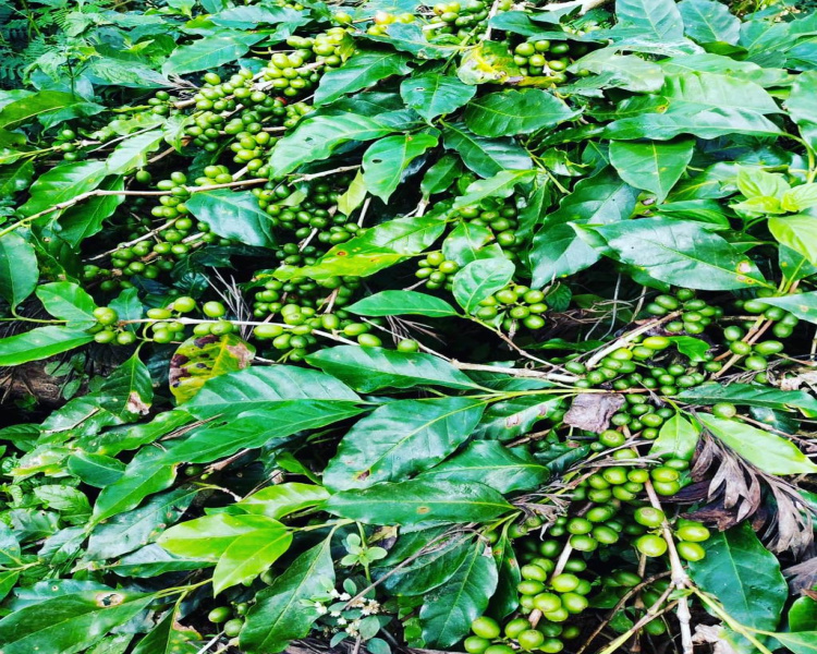7.5 acre well maintained coffee estates for sale in Mallandur