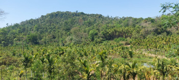 3.10 acre Areca and coffee plantation for sale in sakleshpura