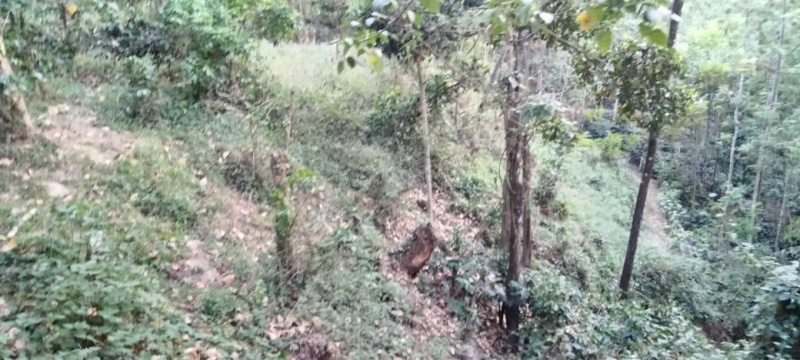 3 acre Plantation for sale in Chikkamgaluru