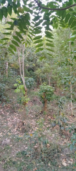 3 acre Plantation for sale in Chikkamgaluru