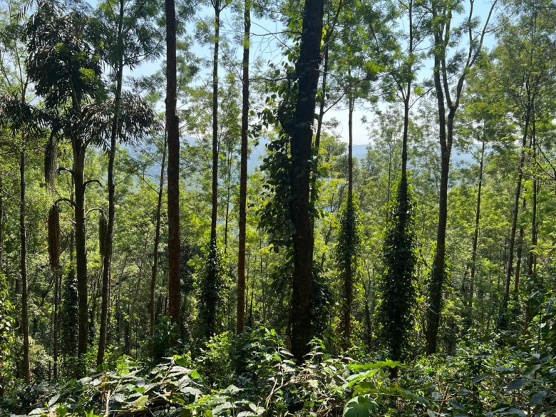 15 acre plantation for sale near Mallandur - Chikkamgaluru
